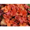Heuchera Paprika