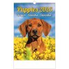 Nástenný kalendár 2026 Puppies/Welpen/Štěňátka/Šteniatka