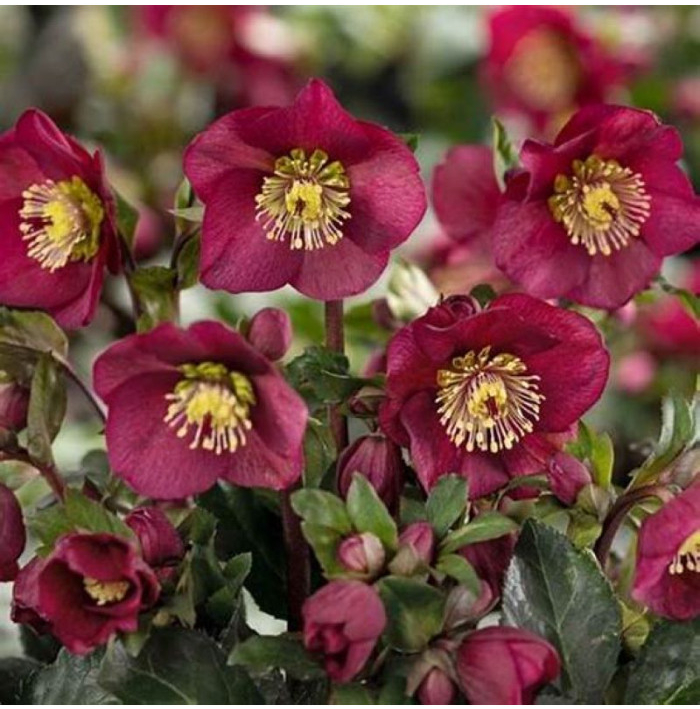 Čemerica purpurová - Helleborus purpurascens - voľnokorenné sadenice čemerice - 1 ks