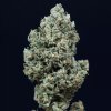 Silent Seeds Cannabis Seeds Critical + 2.0 Auto Feminizované 3 ks