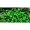 Marsilea hirsuta 1-2 Grow!