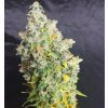BSBs Cali Connection - Wedding Cake 5 ks - Semená neobsahujú THC.