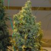 Mr. Nice - NL5 x Haze regular 15 ks - Semienka neobsahujú THC
