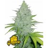 Fast Buds Cannabis Seeds Cheese Auto 5 ks