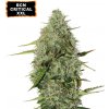 Seedstockers - BCN Critical XXL Auto 3 ks - Semená neobsahujú THC