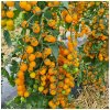Paradajka Perlino žltá F1 - Solanum lycopersicum - semená paradajky - 6 ks