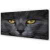 Obraz na plátne Čierna mačka 100x50 cm
