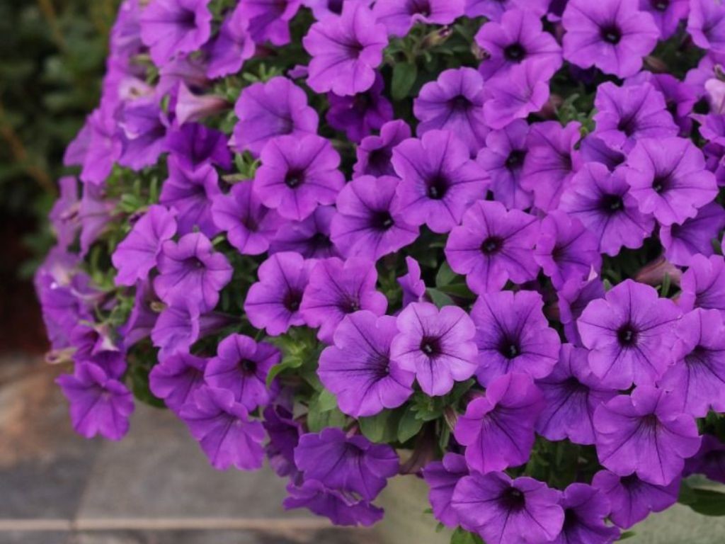 Petúnia Supertunia Vista Mini Vista Blue Violet, kont. 0,5 l