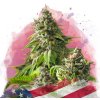 Nirvana - Girl Scout Cookies 5 ks - Semená neobsahujú THC