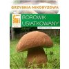 Hríb dubový (Boletus reticulatus)- mykorhyzné mycélium