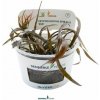 Dennerle Cryptocoryne spiralis Red In-Vitro