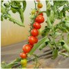 Paradajka kríčková Gartenperle - Solanum lycopersicum - predaj semien - 10 ks