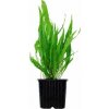 Microsorum pteropus XL