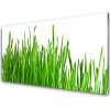 Obraz na skle Tráva rastlina príroda 100x50 cm
