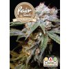 Fair Seeds Black Dominator – feminizovaná semínka 10 ks Fair Seeds neobsahuje THC 10 semen