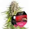 Royal Queen seeds Punch Pie Mike Tyson neobsahují THC 10 ks
