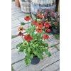 Echinacea ´ Sombrero Salsa Red ´ Clt.3,5