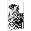 Vertikálny foto obraz sklenený Zebra na snehu 50x100 cm
