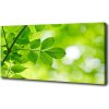 Foto obraz tlačený na plátne Zelené lístie 100x50 cm