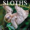 Sloths 2026 12 X 12 Wall Calendar