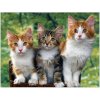 Norimpex Diamantové maľovanie Mačky 30 x 40 cm