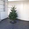 Živý vianočný stromček normandská jedľa 2.triedy zelený 150-175cm