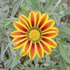 Gazánia Siesta Yellow Flame F1 - Gazania rigens - semená - 20 ks