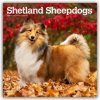 Shetland Sheepdogs Shetland Sheepdog Sheltie 16-Monats 2026