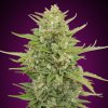 00 Seeds Bank - Auto Super Skunk 5 ks - semená neobsahujú THC