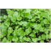 Koriander - Coriandrum sativum - semiačka - 100 ks