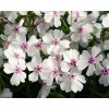 Flox šidlolistý - Phlox subulata 'Amazing Grace White with Eye'