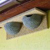 BNB Box APZ-1/2 Vtáčie hniezdo z drevobetónu pre belorítky dvojhniezdo
