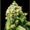 Anaconda Seeds - Anaconda 3 ks - Semienka neobsahujú THC