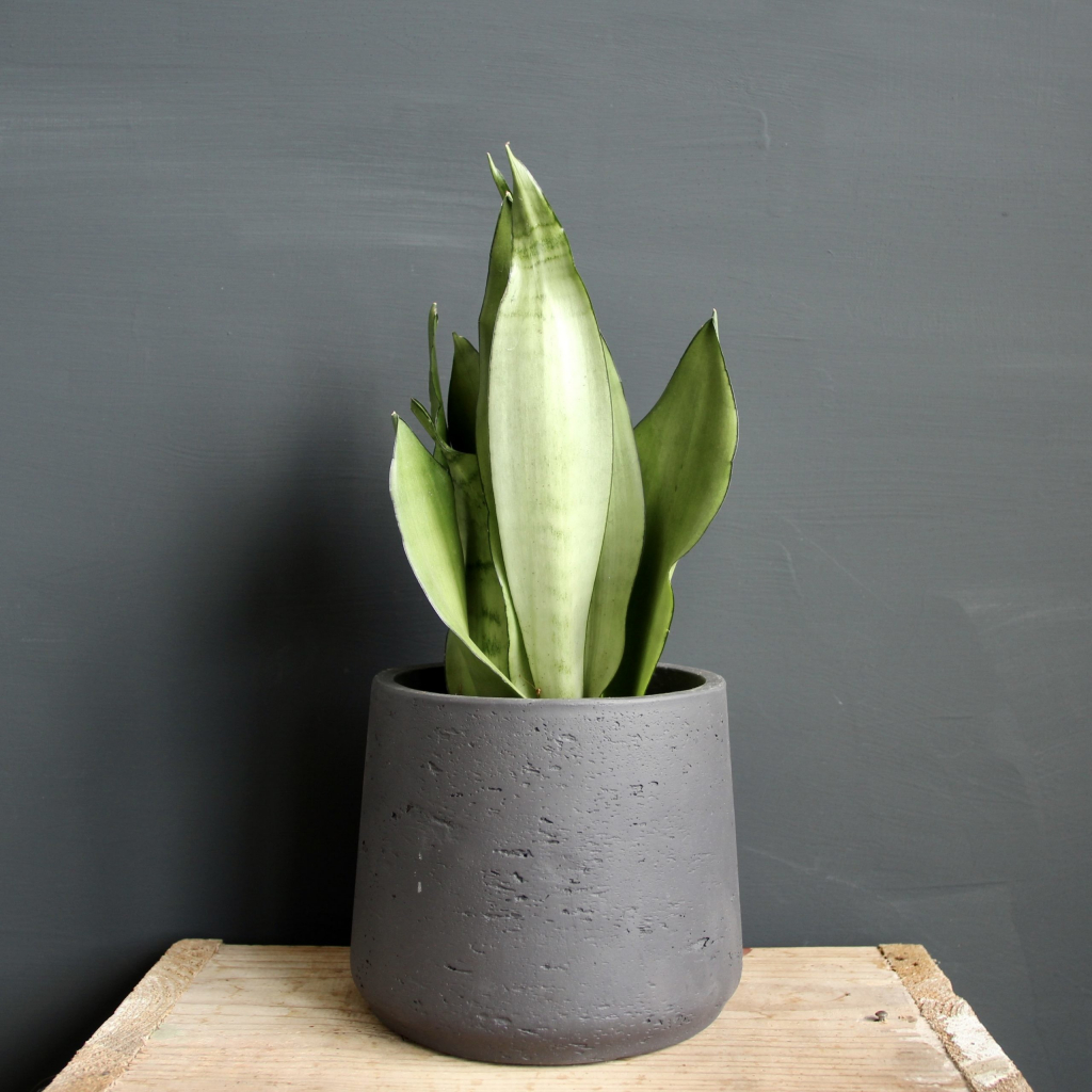 Sansevieria Trifasciata Moonshine 20 cm