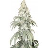 Nuka Seeds - Cleopatra CBD 10 kusov - Semená neobsahujú THC