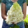 Hortenzia metlinatá - Hydrangea paniculata ´Skyfall´ - 50/70cm