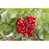Ríbezľa červená (Ribes rubrum) ´DETVAN´- skorá 70-100 cm; voľnokorenná - STROMČEKOVÁ/NA KMIENKU