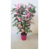Umelý krík- sakura 80 cm
