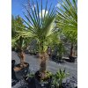 Trachycarpus fortunei v celkovej výške 190 cm s výškou kmeňa 75 cm