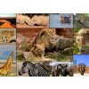 Grafika Collage Wildlife 1500 dielov