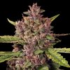 G13 Labs Seeds - Auto Berry 5 ks - Semená neobsahujú THC