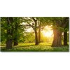 Foto obraz akrylový Stromy v parku 100x50 cm