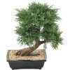 Umelá Juniperus bonsai v luxusnom kvetináči, 55 cm