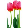 Dimex fototapeta Tulipány S-545 | 110 x 220 cm (Vliesová fototapeta | lepidlo zdarma)
