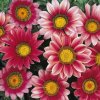 Gazánia New Day Pink Day F1 - Gazania rigens - semená gazánie - 20 ks