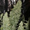 Doctors Choice - Niagara Auto 10 ks - Semená neobsahujú THC