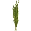 Amaranthus