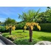 Trachycarpus Fortunei na 30-40 cm kmienku, výška 100-125 cm, kvetináč 20 l