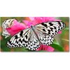 Foto obraz sklo tvrzené Motýľ na kvetine 100x50 cm