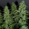 Dutch Passion AutoWhite Widow® neobsahuje THC 7 ks